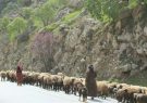رانندگان و گله داران در فصل کوچ مراقب باشند/لزوم جابجایی دام ها با وسیله نقلیه مناسب