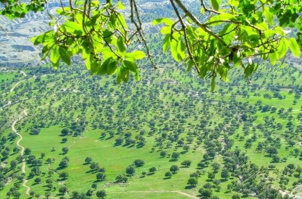 به فریاد درختان ایلام برسید