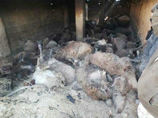 تلف شدن 20 راس گوسفند بر اثر آتش سوزی در مهران تلف شدن 20 راس گوسفند بر اثر آتش سوزی در مهران