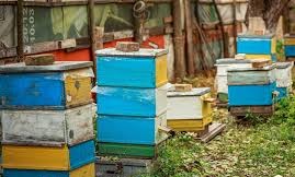 دستگیری سارق کندوهای عسل در شهرستان دهلران