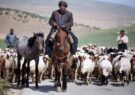 مدیرکل امور عشایر استان ایلام : کوچ سنتی عشایر در ایلام ممنوع است مدیرکل امور عشایر استان ایلام : کوچ سنتی عشایر در ایلام ممنوع است