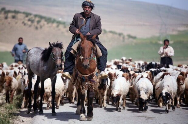 مدیرکل امور عشایر استان ایلام : کوچ سنتی عشایر در ایلام ممنوع است