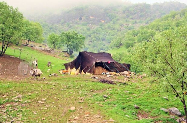 ۶ هزار تن نهاده یارانه ای بین عشایر ایلام توزیع شد ۶ هزار تن نهاده یارانه ای بین عشایر ایلام توزیع شد