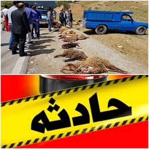 برخورد یکدستگاه پراید با گله گوسفندان حادثه آفرید/تلف شدن 21 راس احشام در مهران برخورد یکدستگاه پراید با گله گوسفندان حادثه آفرید/تلف شدن 21 راس احشام در مهران