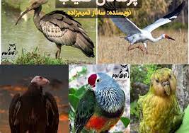 کشف 180 قطعه پرنده کمیاب در هلیلان کشف ۱۸۰ قطعه پرنده کمیاب در هلیلان