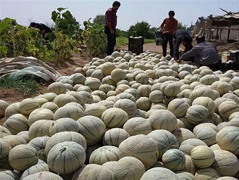 برداشت طالبی در سطح ۵۰۰ هکتار از اراضی کشاورزی دره شهر آغاز شد برداشت طالبی در سطح ۵۰۰ هکتار از اراضی کشاورزی دره شهر آغاز شد