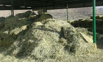 اهدای یک تن علوفه از سوی خیرین محیط زیست به حیات وحش ایلام اهدای یک تن علوفه از سوی خیرین محیط زیست به حیات وحش ایلام