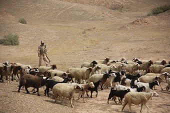 ۳۰۵ راس دام سبک در مرز دهلران مهار شد ۳۰۵ راس دام سبک در مرز دهلران مهار شد