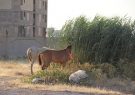 ۳راس دواب قاچاق در حوزه گروهان مرزی موسیان ضبط شد