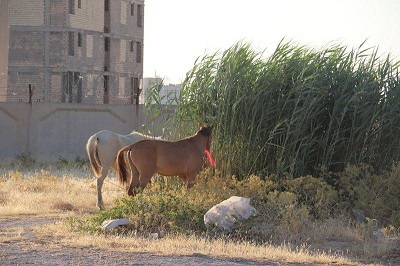 ۳راس دواب قاچاق در حوزه گروهان مرزی موسیان ضبط شد ۳راس دواب قاچاق در حوزه گروهان مرزی موسیان ضبط شد
