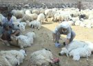 مدیرکل امور عشایری ایلام از آغاز کار پشم چینی دام عشایر استان خبر داد