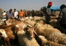 جانشین فرمانده انتظامی ایلام خبر داد؛ زمین گیر شدن قاچاقچیان احشام در دهلران