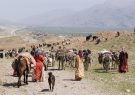 مدیرکل امور عشایری ایلام از کوچ عشایر به مناطق ییلاقی خبر داد