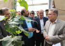 معاون وزیر کشور تاکید کرد: مشکلات حوزه تولید محصولات کشاورزی و گلخانهها بررسی و در اسرع وقت برطرف شود