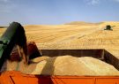 ارسال پرونده کامل مطالبات گندمگاران به بانک های عامل ایلام