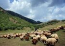 ما دامداران ایلام نه از کار فرار کرده‌ایم و نه از خدمت خسته شده‌ایم، اما ادامه این وضعیت برای ما ممکن نیست