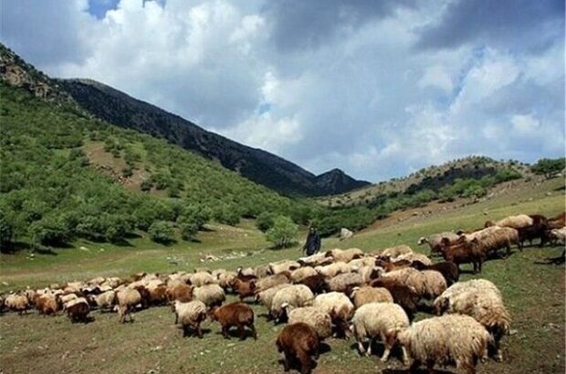 ما دامداران ایلام نه از کار فرار کرده‌ایم و نه از خدمت خسته شده‌ایم، اما ادامه این وضعیت برای ما ممکن نیست