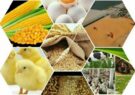 ضعف در تخصیص عادلانه و به موقع نهاده‌های دام و طیور در ایلام