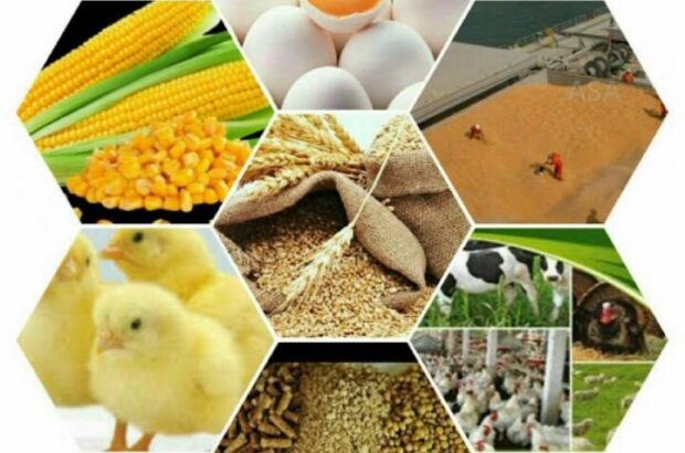 ضعف در تخصیص عادلانه و به موقع نهاده‌های دام و طیور در ایلام