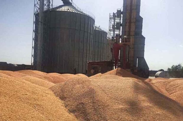 ساماندهی ۲۴ مرکز خرید گندم در ایلام