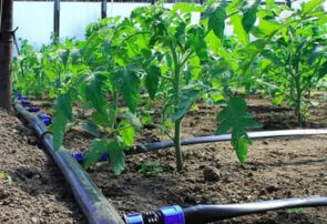 آبیاری ۲۰۰ هکتار از اراضی کشاورزی هلیلان با سیستم‌های نوین