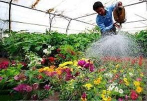 سالانه ۴۵۰۰ تن محصول گلخانه‌ای در ایلام تولید می‌شود