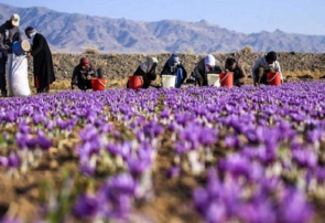 پیشبینی برداشت ۵۰ کیلوگرم زعفران در ایلام