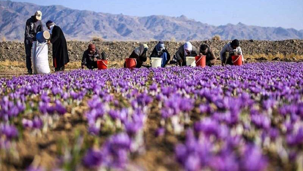 پیش‌بینی برداشت ۵۰ کیلوگرم زعفران در ایلام